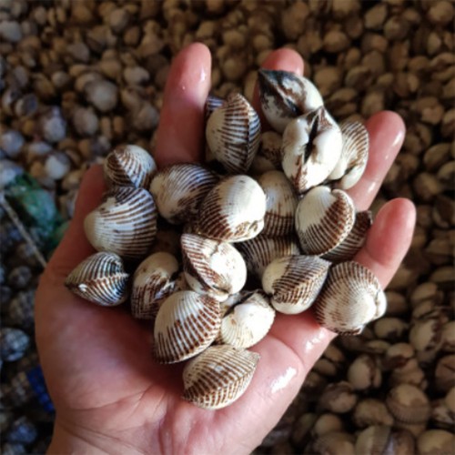 벌교 새꼬막 왕특대 1kg 65미내외