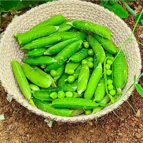 생완두콩 2kg (특품/꽁깍지포함)