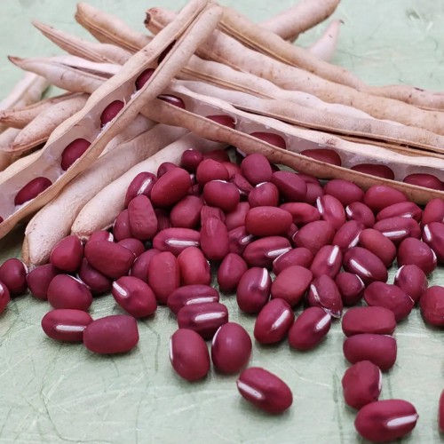 24년산 국산 팥(적두) 1kg(특품)