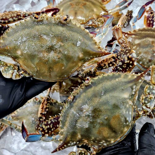 연평도 급냉 참꽃게 1kg (3~5미)