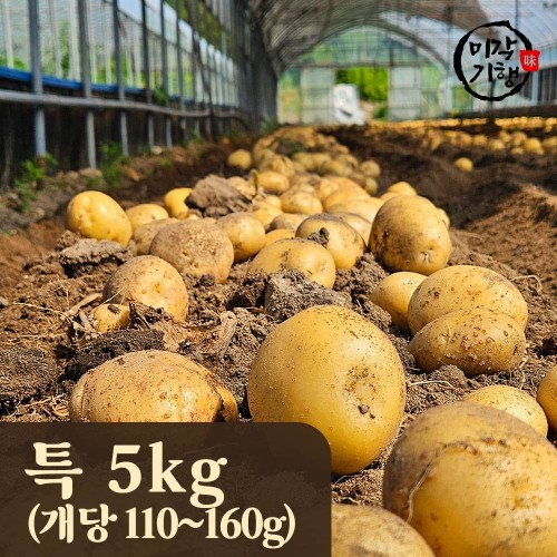 미각기행 2025년 강원도 햇 수미감자 특 5kg / 1kg기준 개당 110-160g