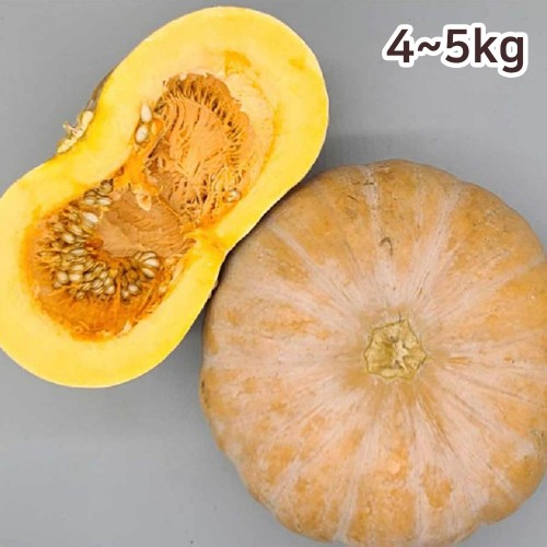 잘 익은 국산 늙은호박 4~5kg (특품)