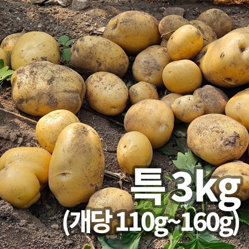 25년 햇 감자_특 3kg 찜용/요리용 중량 (110g~160g)