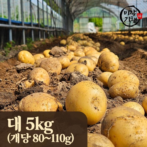 미각기행 2025년 강원도 햇 수미감자 대 5kg / 1kg기준 개당 80-110g