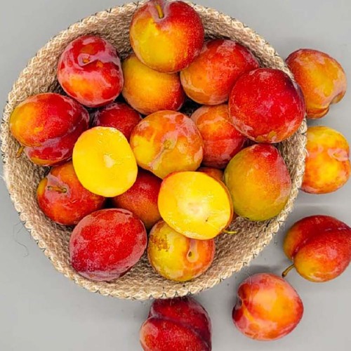 자두 2kg (대/특과 개당중량 80~90g)