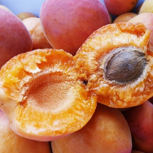 새콤달콤 핫코드(하코드) 살구 2kg