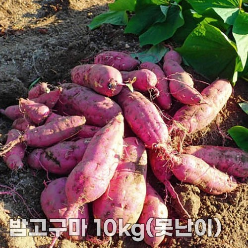 25년산 세척 밤고구마 10kg(못난이)