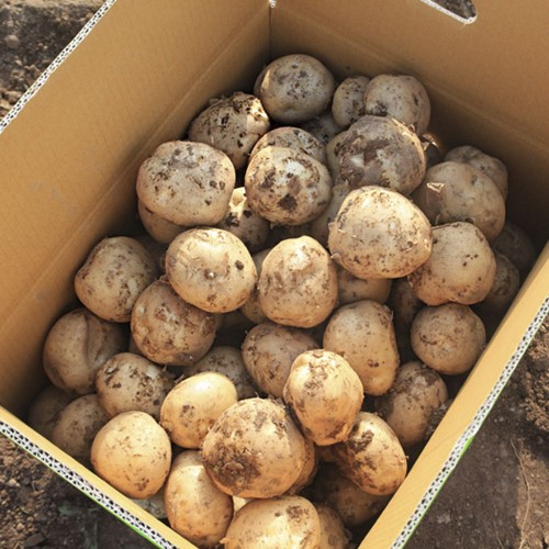 전라도 감자 특 5kg (130~180g 내외)