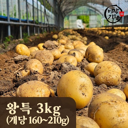 미각기행 2025년 강원도 햇 수미감자 왕특 3kg / 1kg기준 개당 160-210g