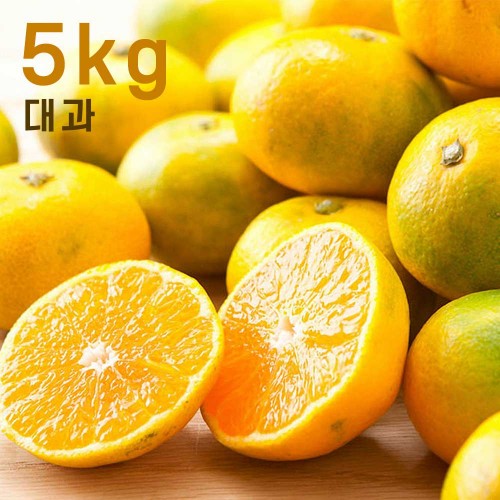 제주하우스 하우스 감귤 5kg 대과 (L/2L)
