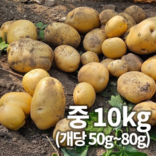 25년 햇 감자_중 10kg 조림&알감자용 중량 (50g~80g)