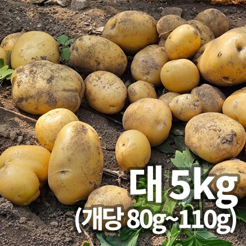 25년 햇 감자_대 5kg 알감자용&찜용 중량 (80g~110g)