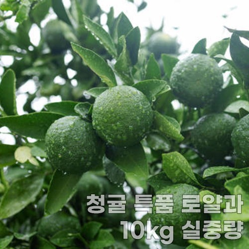 농장직송 서귀포 청귤 특품 로얄과 10kg 실중량