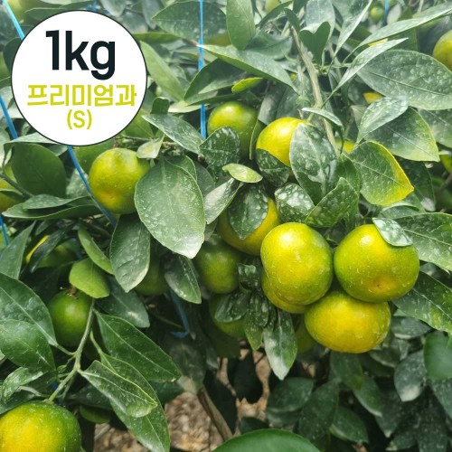 제주직송 하우스 감귤 실중량 1kg 프리미엄과(S)
