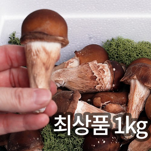 솔방 365 신선 논산 최상품 참송이버섯 1kg