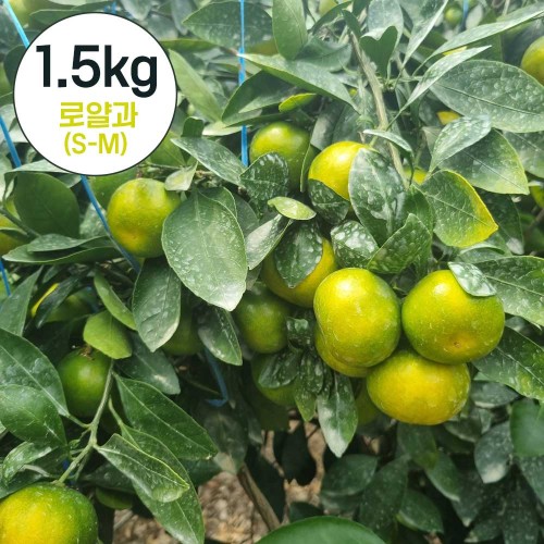제주직송 하우스 감귤 실중량 1.5kg 로얄과(S-M)