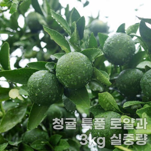 농장직송 서귀포 청귤 특품 로얄과3kg 실중량