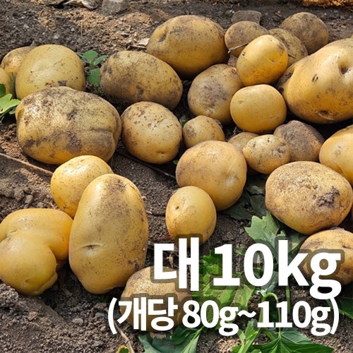 25년 햇 감자_대 10kg 알감자용&찜용 중량 (80g~110g)