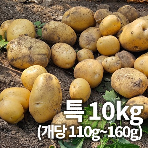 25년 햇 감자_특 10kg 찜용/요리용 중량 (110g~160g)