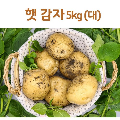 25년산 감자 5kg(대)