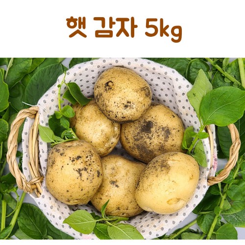 25년산 감자 5kg(특)
