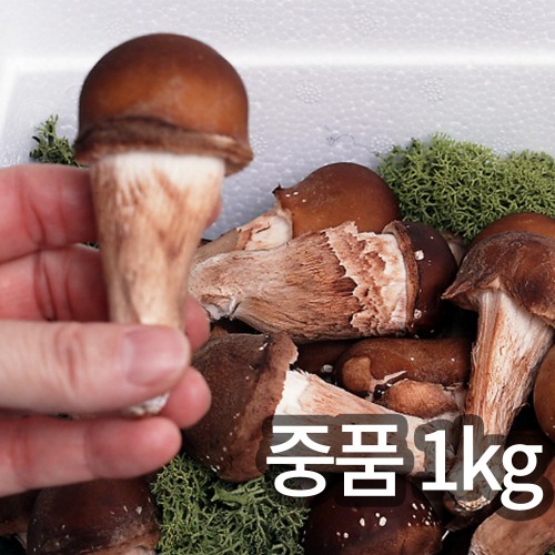 솔방 365 신선 논산 중품 참송이버섯 1kg