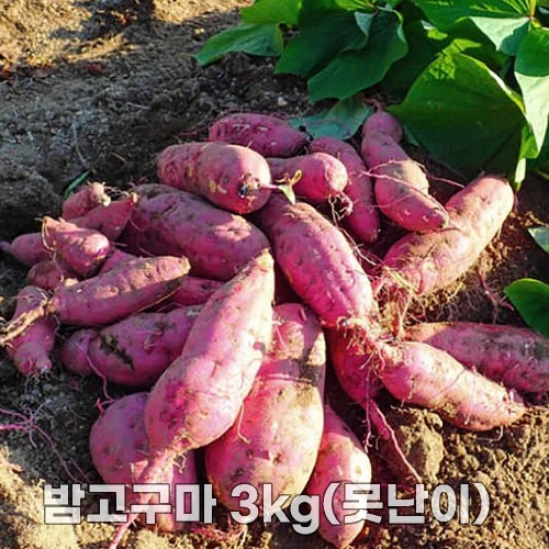 25년산 세척 밤고구마 3kg(못난이)