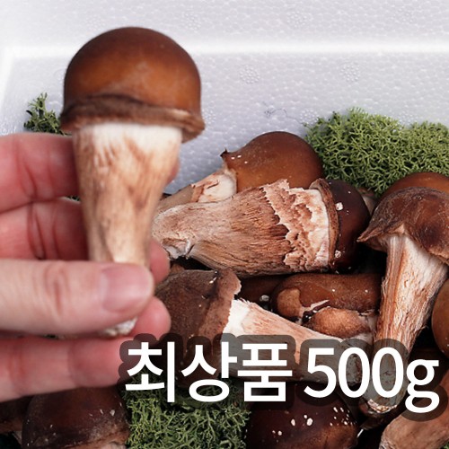 솔방 365 신선 논산 최상품 참송이버섯 500g