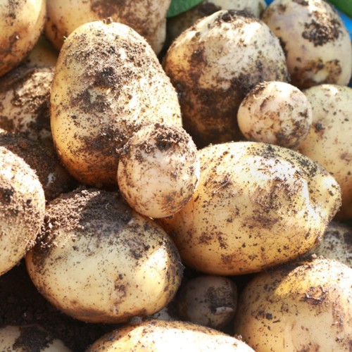 햇감자 대 3kg (90~130g 내외)