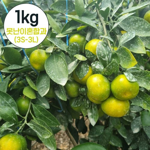 제주직송 하우스 감귤 실중량 1kg 못난이 랜덤혼합과(3S-3L)