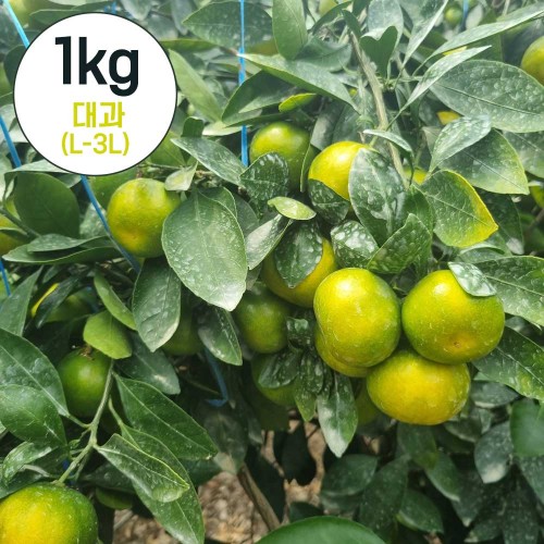 제주직송 하우스 감귤 실중량 1kg 대과(L-3L)