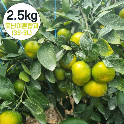 제주직송 하우스 감귤 실중량 2.5kg 못난이 랜덤혼합과(3S-3L)