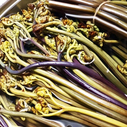 식감좋은 특품 데친 고사리 1kg 2팩(진공포장)