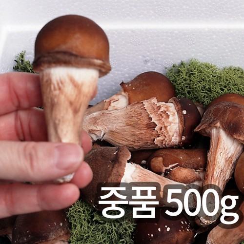 솔방 365 신선 논산 중품 참송이버섯 500g