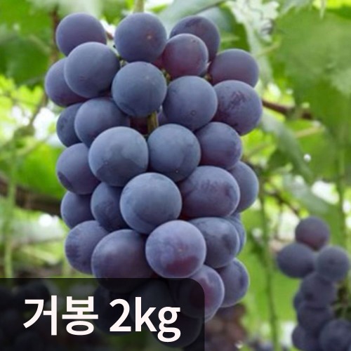 사실혼자의 장례식 부의금 청구 소송이 가능한가요