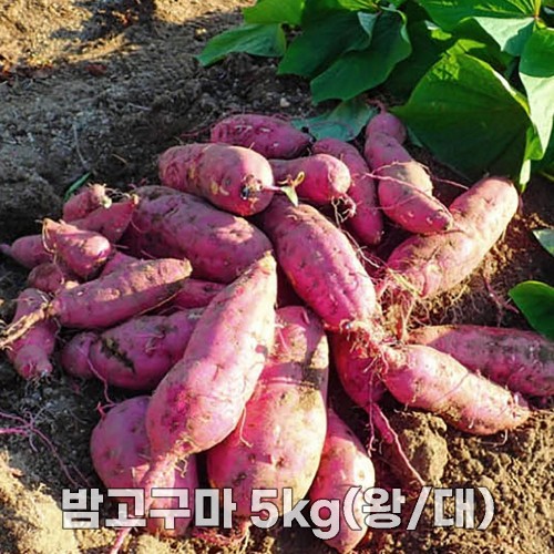 25년산 세척 밤고구마 5kg(왕/대)