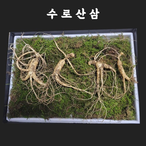 수로산삼 산양산삼 9~10년근 정삼 선물세트