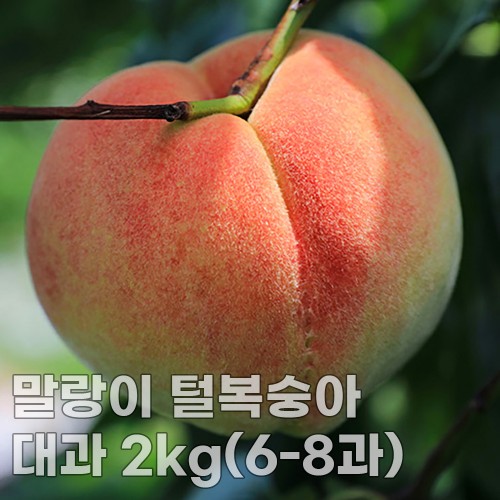 미각기행 말랑이 털복숭아 대과 2kg(6-8과)