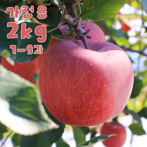 홍로 꿀사과(가정용) 2kg 7-9과