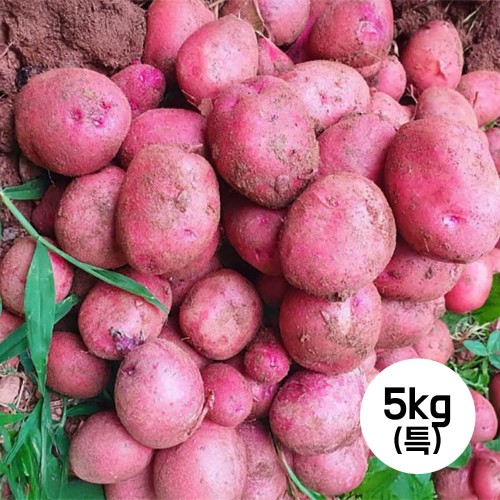 [선별발송] 25년산 홍감자 5kg(특)