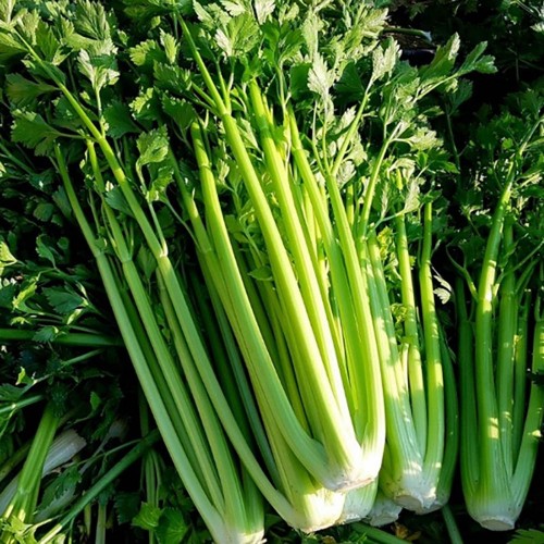 국산 특품 셀러리(샐러리) 2단 2kg 내외