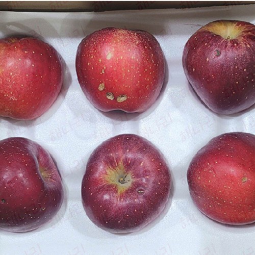 해나리부사못난이5kg16~21과내외
