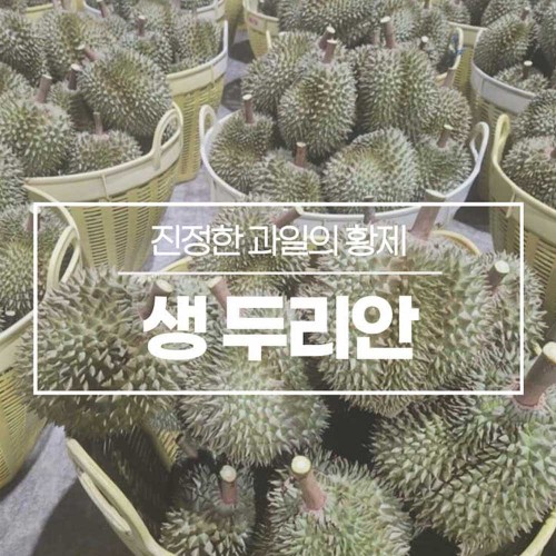 진정한 과일의 황제 생두리안 9kg 6수
