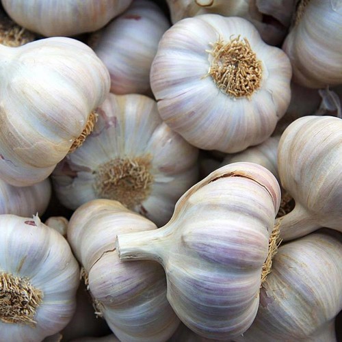 국산 25년산 통마늘(햇마늘) 3kg 내외(특/대)