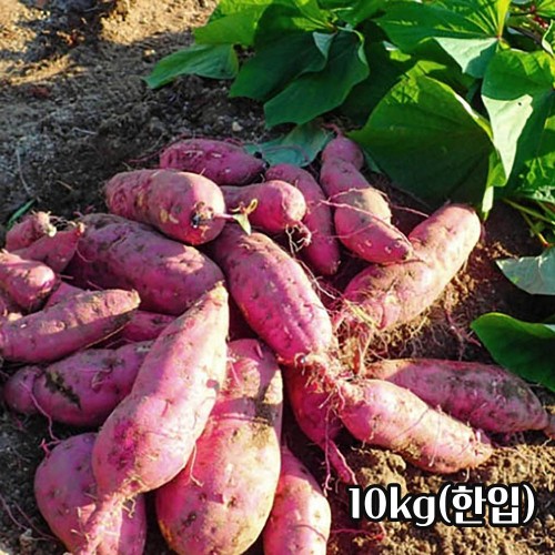 25년산 세척 밤고구마 10kg(한입)