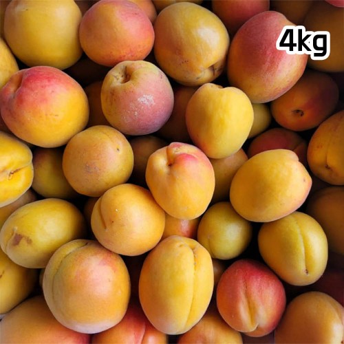 새큼 새콤한 살구 5kg