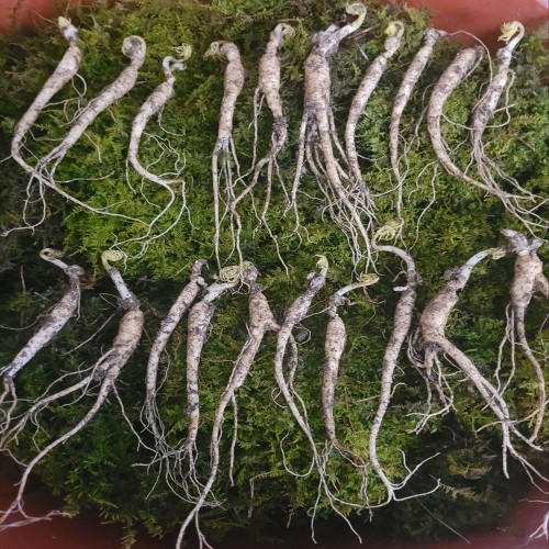 산양산삼, 장뇌삼 5-6년근 못난이 파지삼 50g (20-35뿌리)