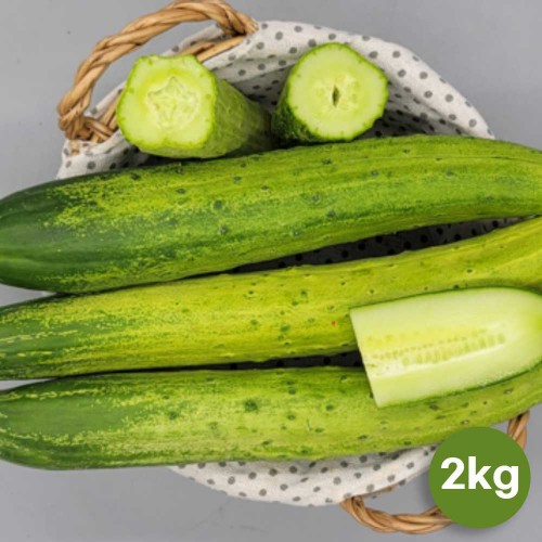 국산 백오이 2kg(정품6~10개)