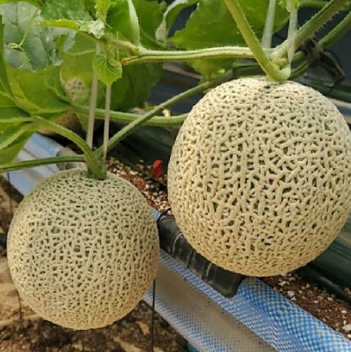 [보자기포장] 머스크 메론 8kg 내외(특품 4~5수 개당 1.5~2kg)