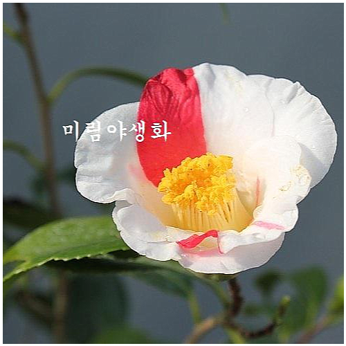 토종오색동백(크기 좋아요,랜덤)